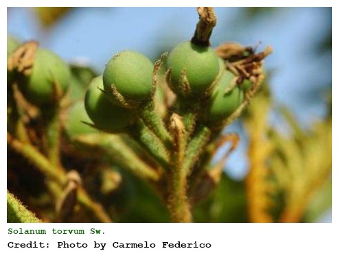 Solanum torvum Sw.